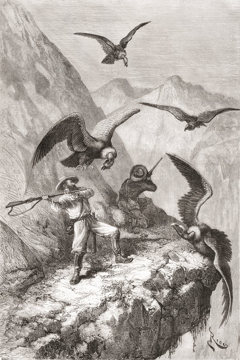 Édouard François André og følgesvenn ble angrepet av kondorer nær Calacali, Pichincha-provinsen, Ecuador, under hans botaniseringsekspedisjon ved foten av Andesfjellene i 1875-76 av Spanish School