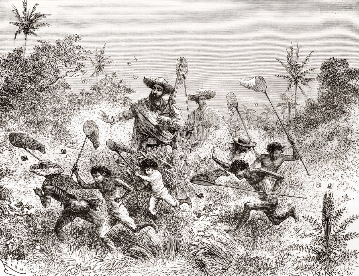 Édouard François André fanger sommerfugler i Villavicencio, Venezuela under sin botaniseringsekspedisjon ved foten av Andesfjellene i 1875-76 av Spanish School