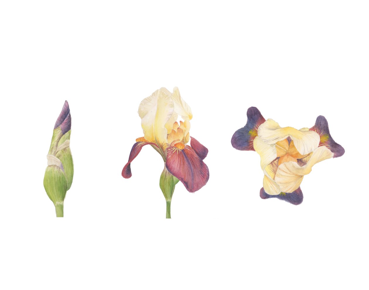 Bearded Iris, 2013 (akvarell) av Stacy Hsu