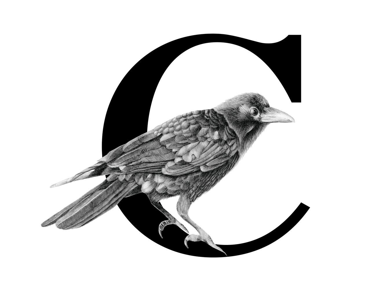 C er for Crow, 2018 (grafittblyant og digital) av Stacy Hsu