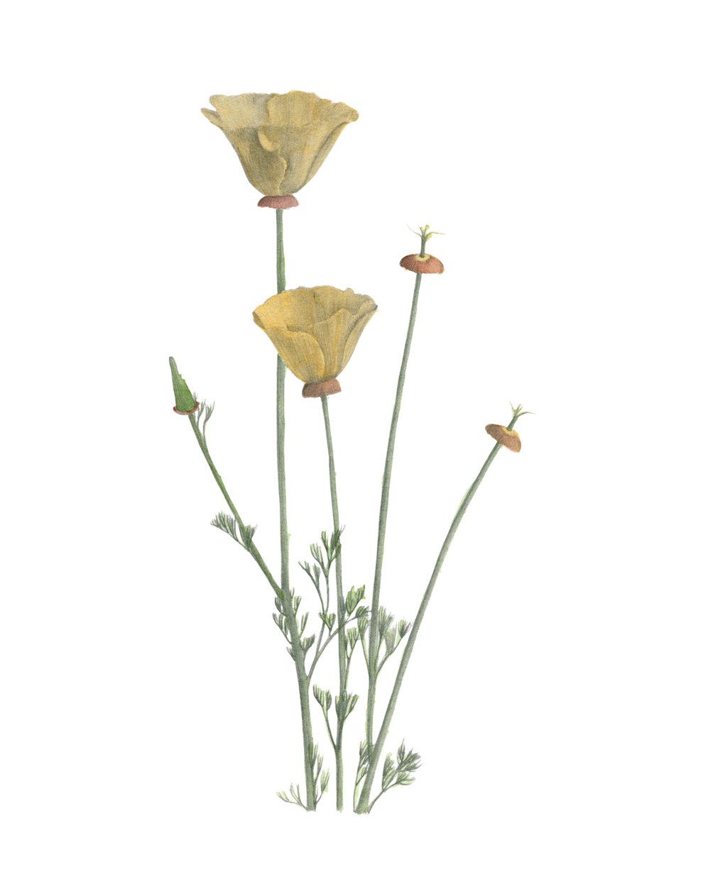 California Poppy, 2015 (grafittblyant og akvarell) av Stacy Hsu