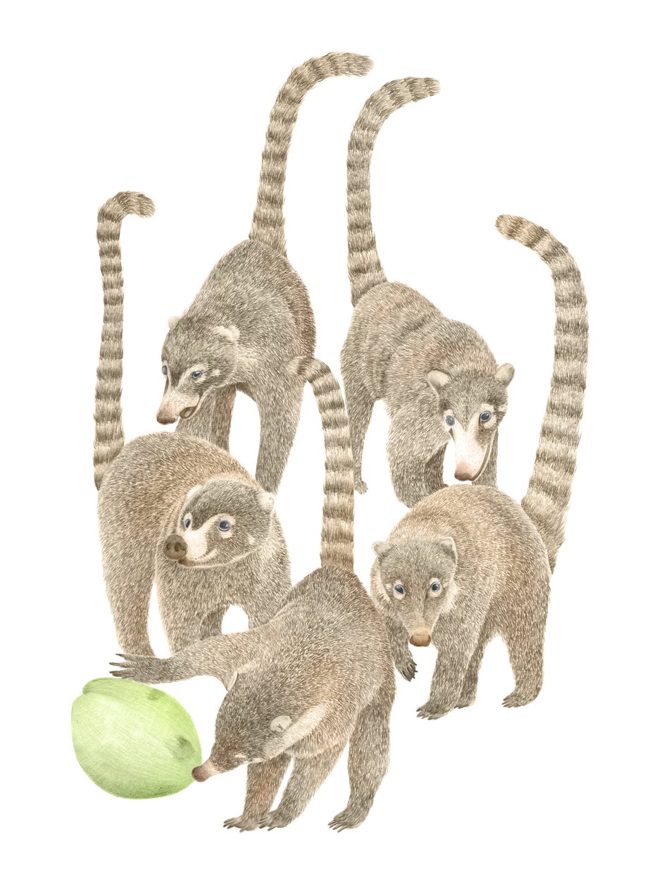 Costa Rica Coatis, 2019 (grafittblyant og digital) av Stacy Hsu