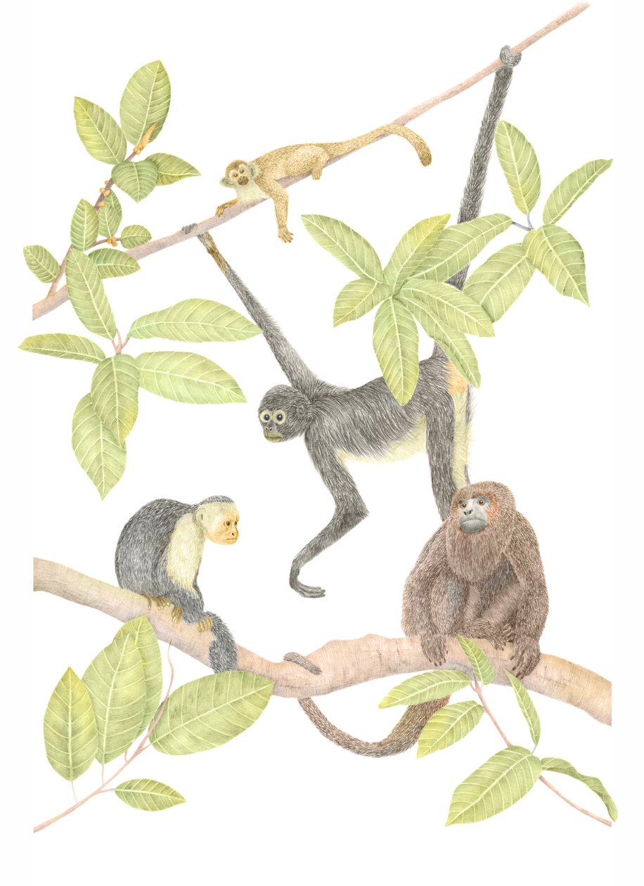Costa Rica Monkey, 2019 (grafittblyant og digital) av Stacy Hsu