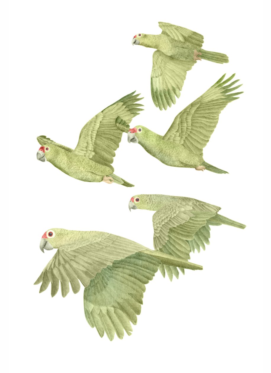 Costa Rica Red Lored Parrots, 2019 (grafittblyant og digital) av Stacy Hsu