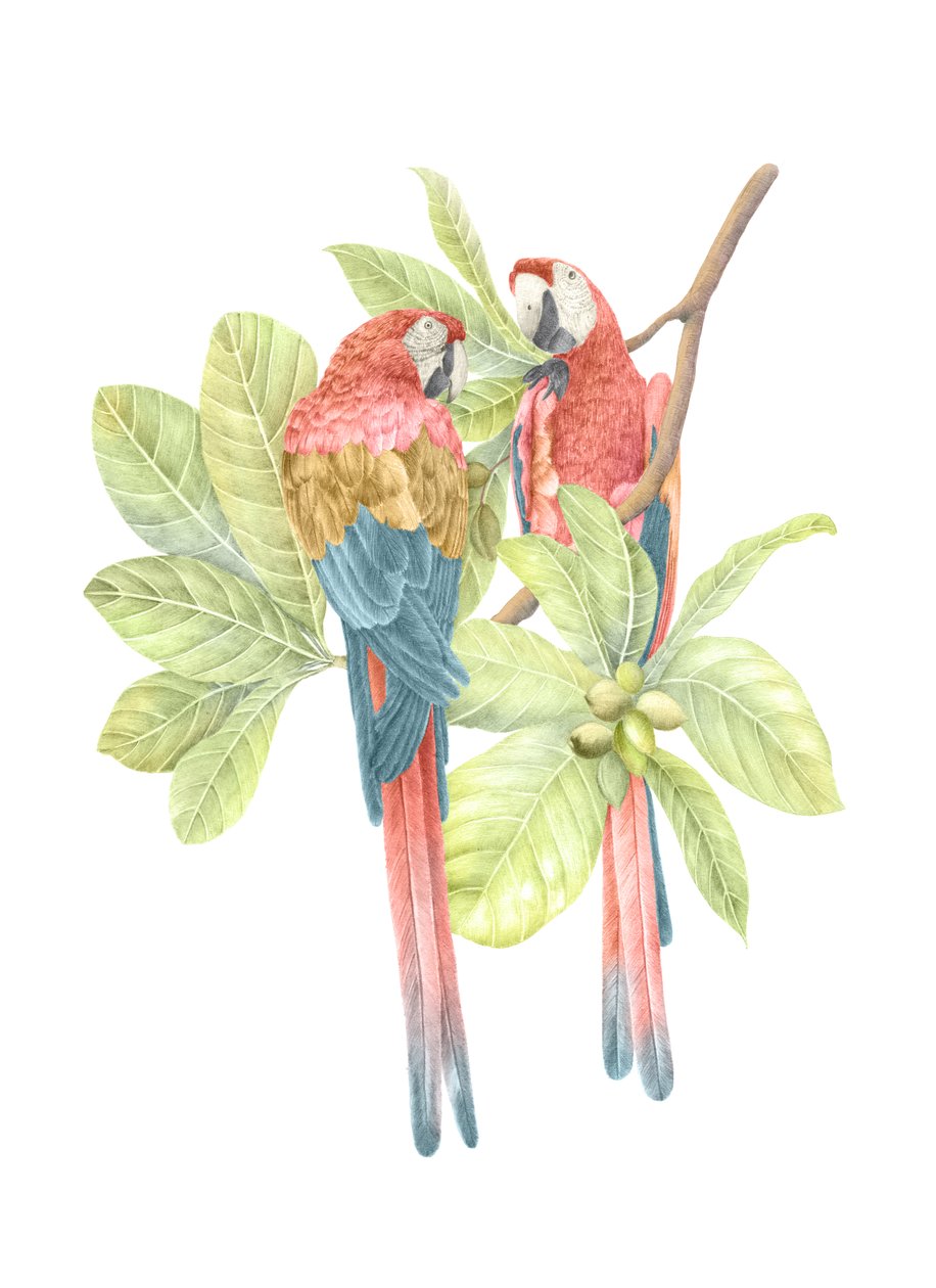 Costa Rica Scarlet Macaw, 2019 (grafittblyant og digital) av Stacy Hsu
