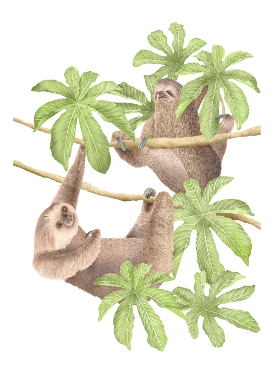 Costa Rica Sloths, 2019 (grafittblyant og digital) av Stacy Hsu
