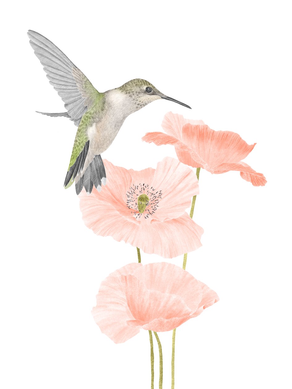 Hummingbird Garden, 2020 (grafittblyant og digital) av Stacy Hsu