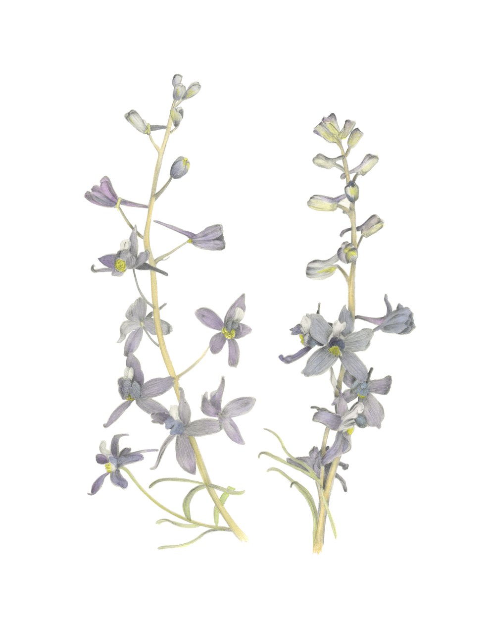 Larkspur, 2018 (grafittblyant og akvarell) av Stacy Hsu