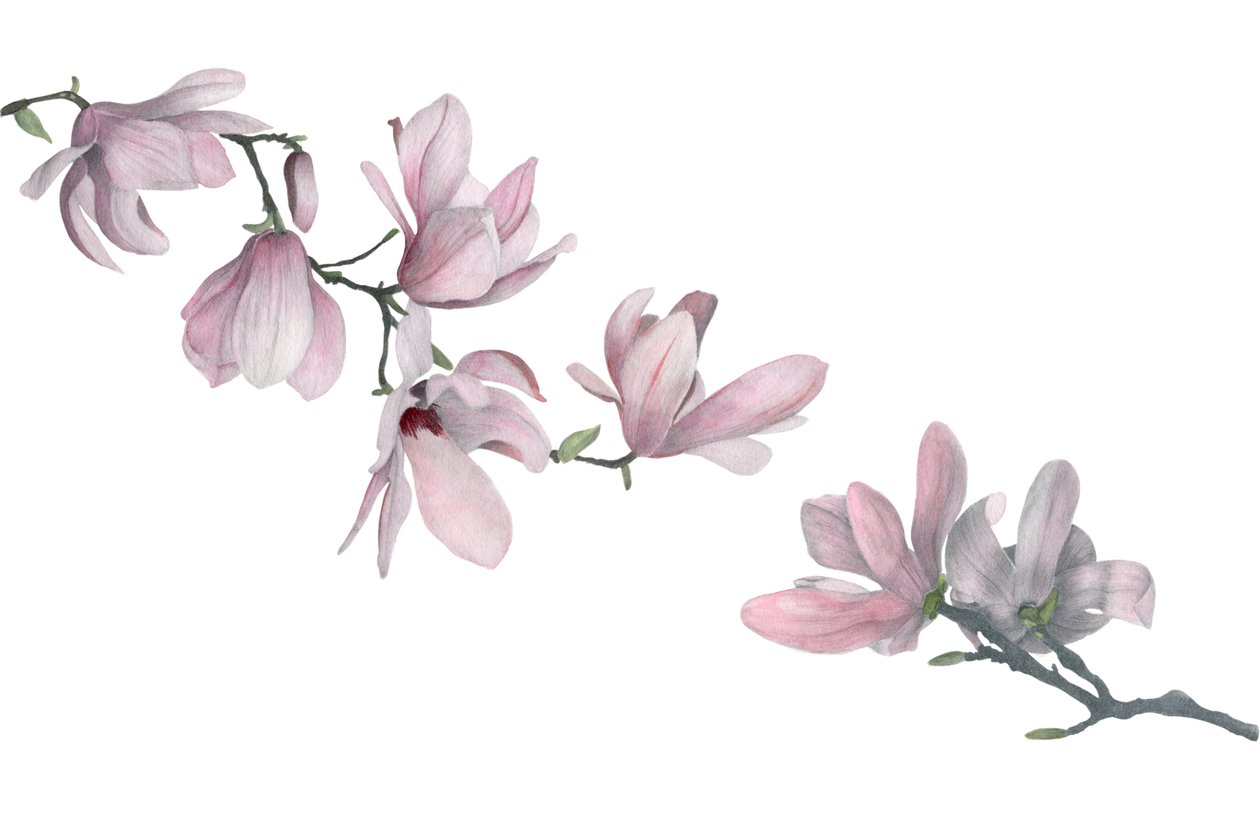 Magnolia, 2015 (grafittblyant og akvarell) av Stacy Hsu