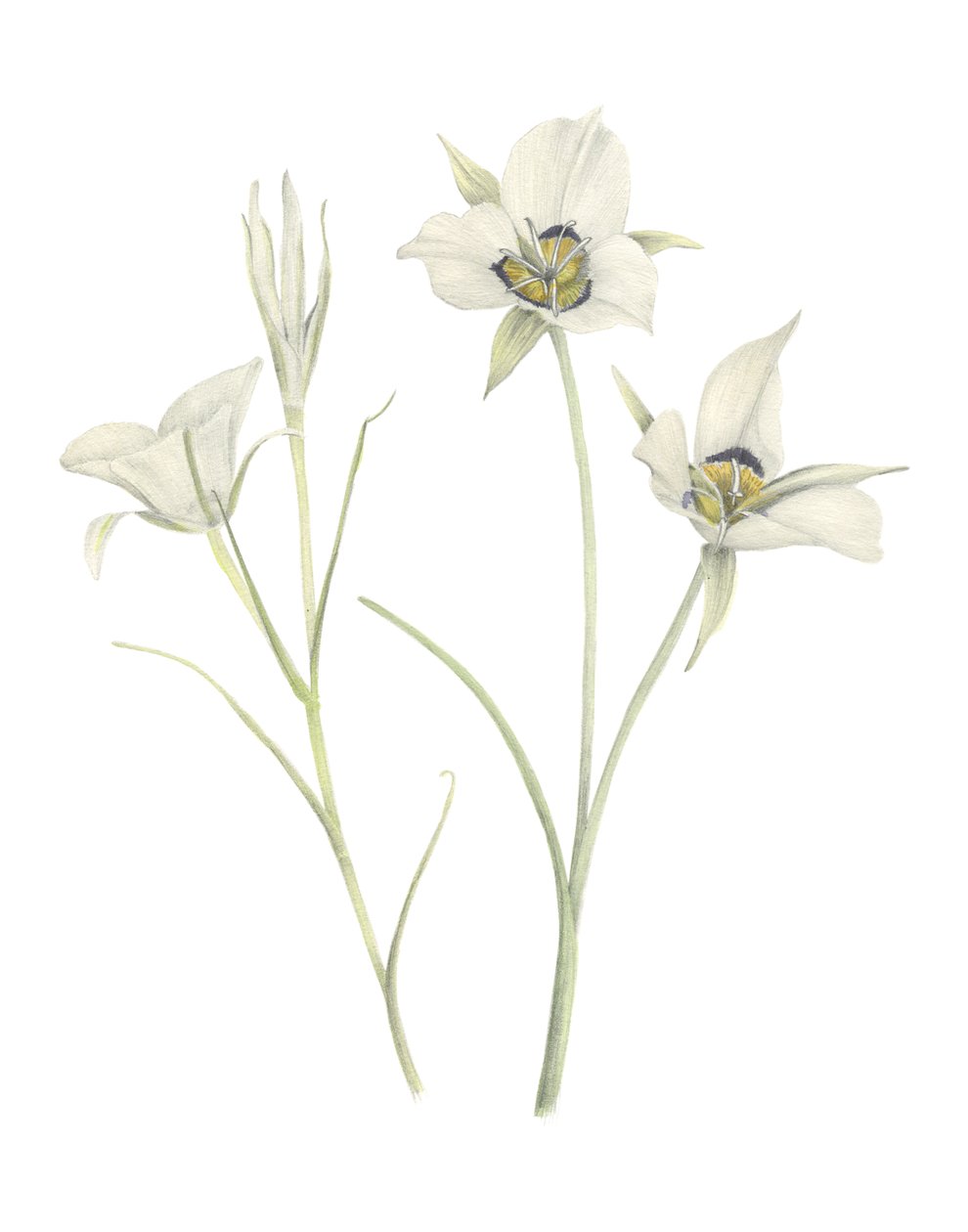 Mariposa Lily, 2018 (grafittblyant og akvarell) av Stacy Hsu