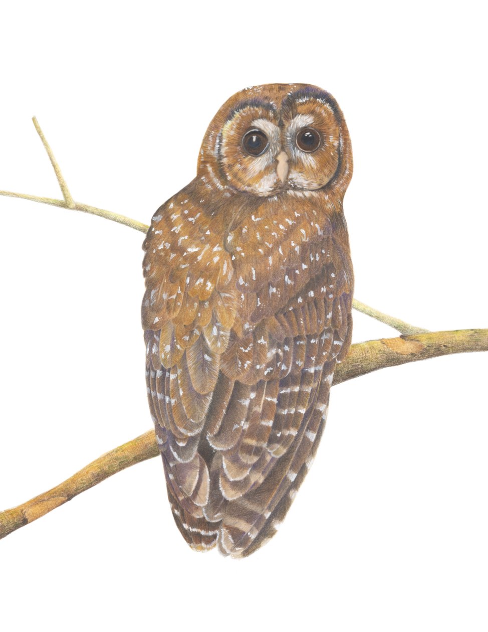 Northern Spotted Owl, 2013 (fargeblyant) av Stacy Hsu