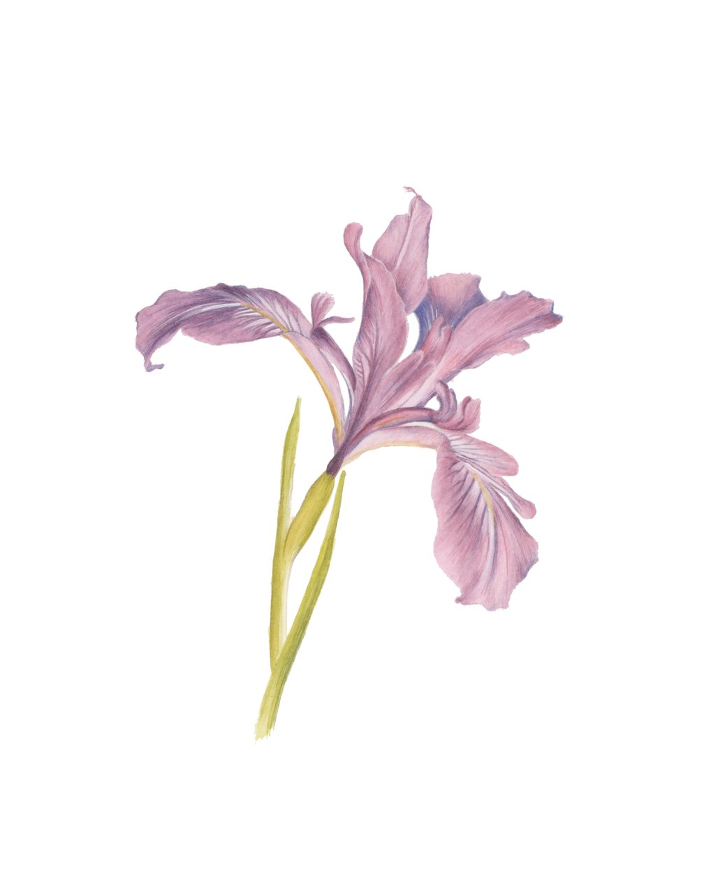Portrett av en iris, 2013 (akvarell) av Stacy Hsu