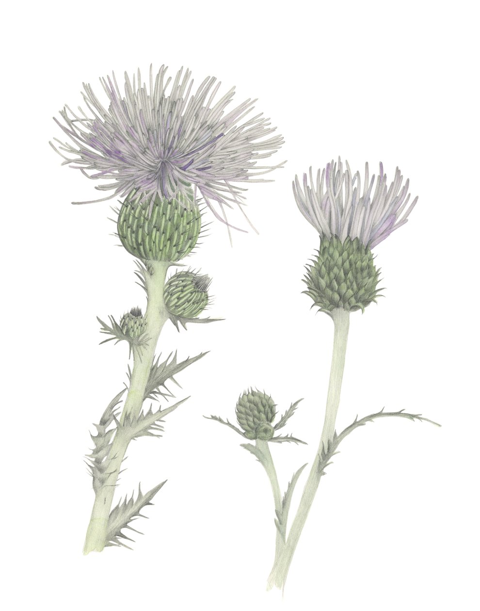 Thistle, 2018 (grafittblyant og akvarell) av Stacy Hsu