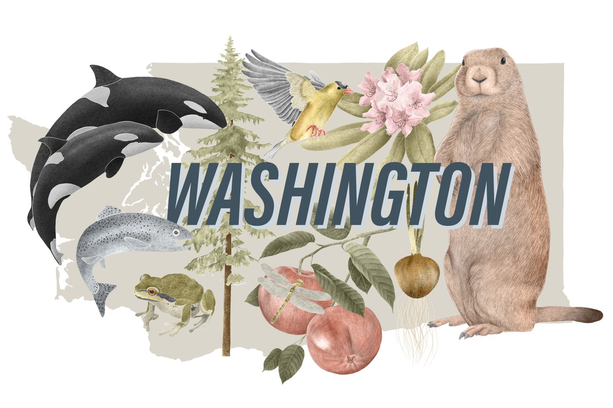 Washington State Symbols, 2018 (grafittblyant og digital) av Stacy Hsu