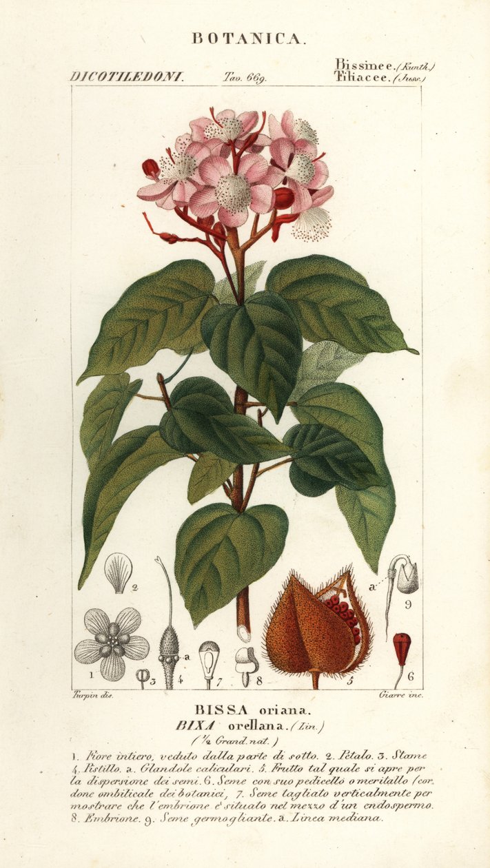 Achiote eller leppestifttre, Bixa orellana av Stanghi Stanghi