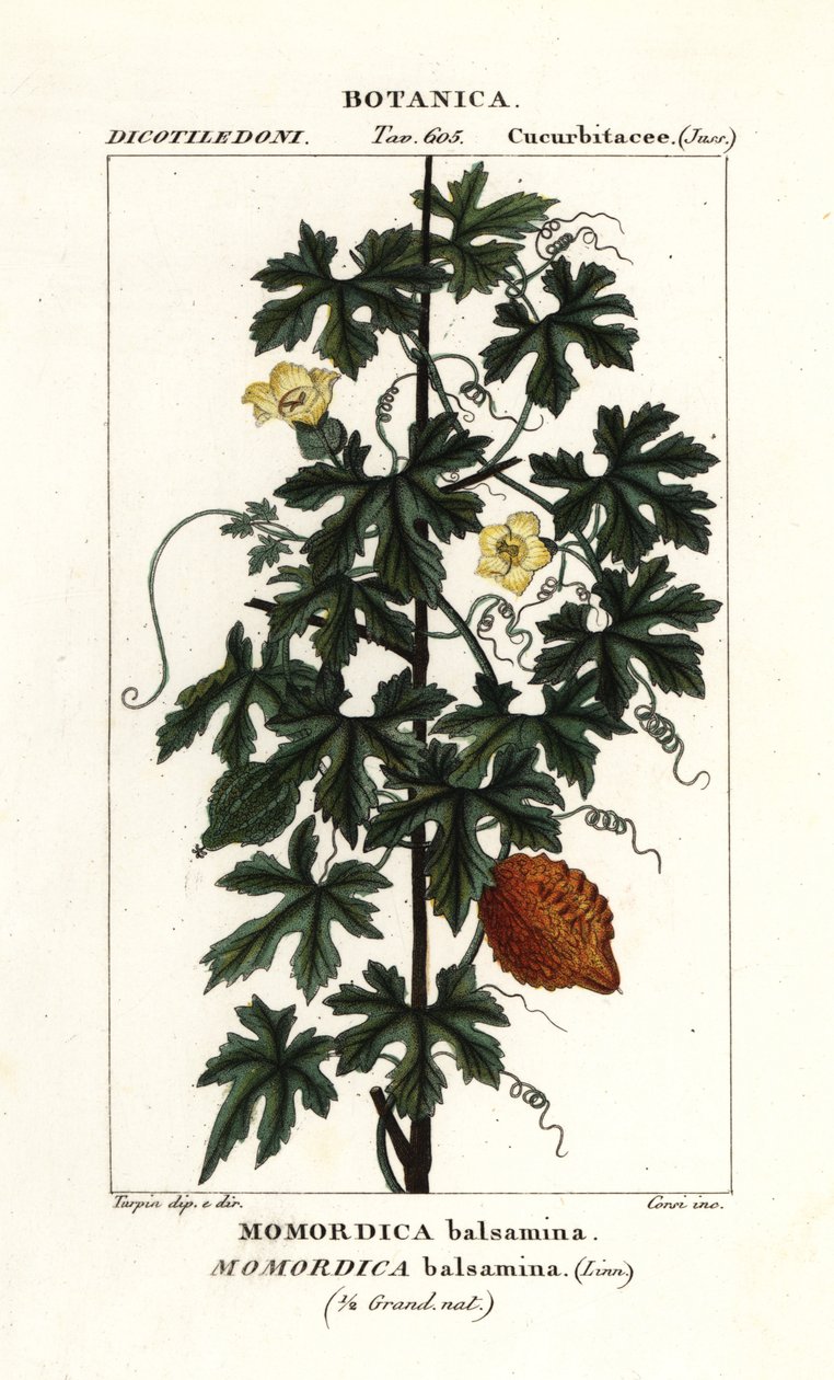 Afrikansk agurk, Momordica balsamina av Stanghi Stanghi