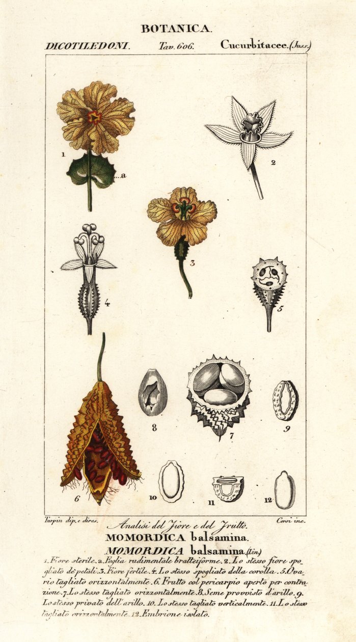 Afrikansk agurk, Momordica balsamina av Stanghi Stanghi