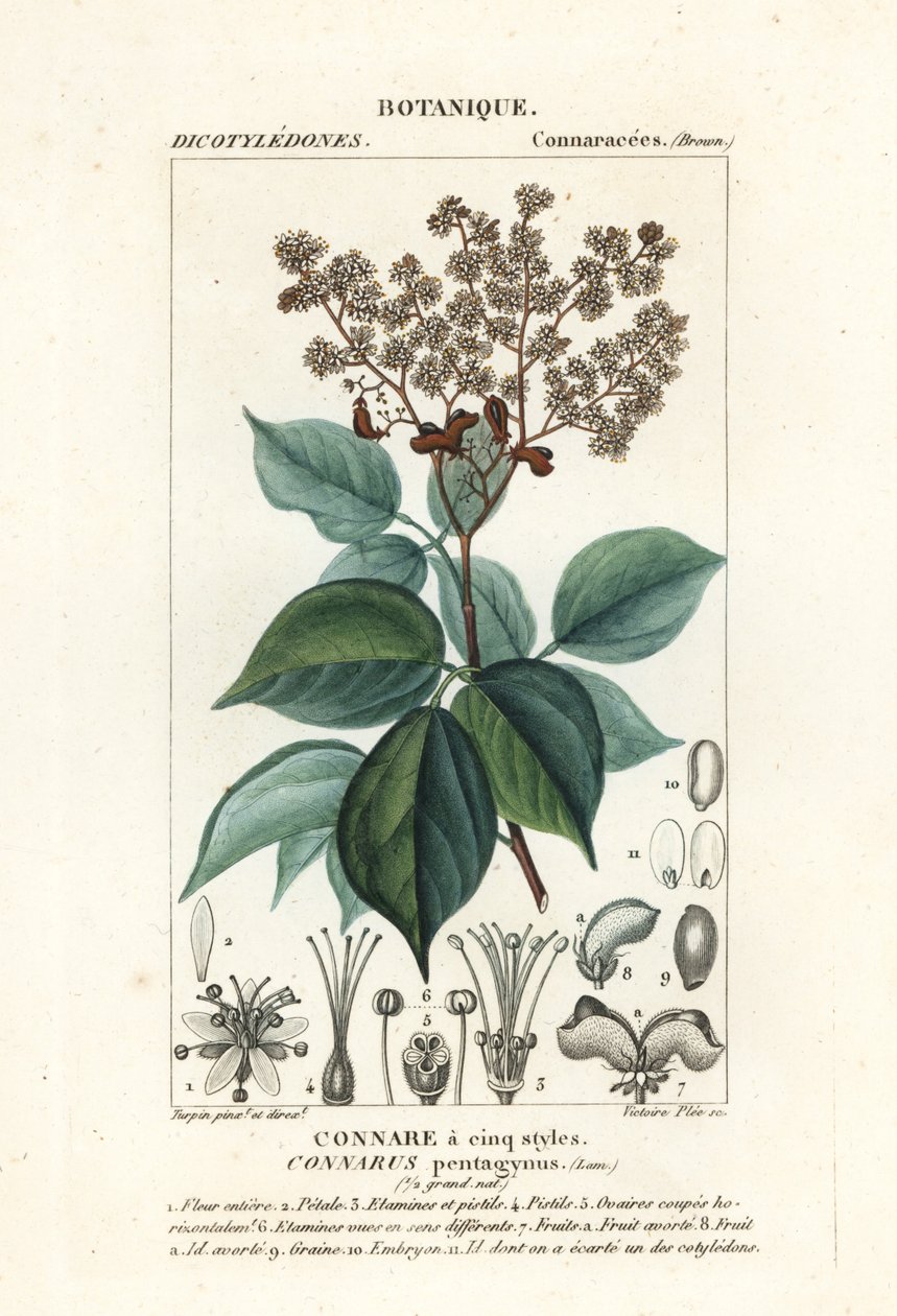 Agelaea pentagyna av Stanghi Stanghi