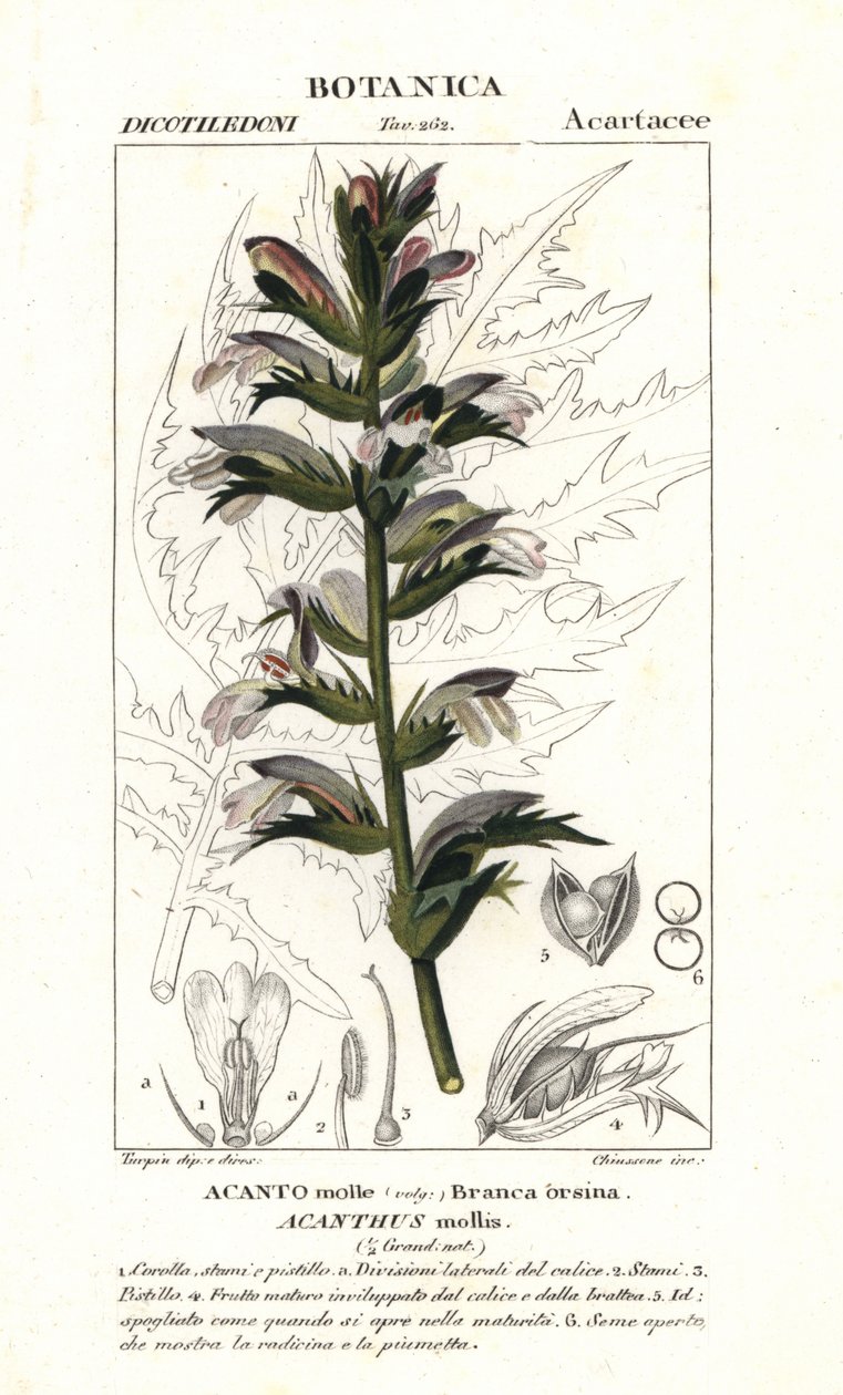 Bjørnebukse eller havkai, Acanthus mollis av Stanghi Stanghi