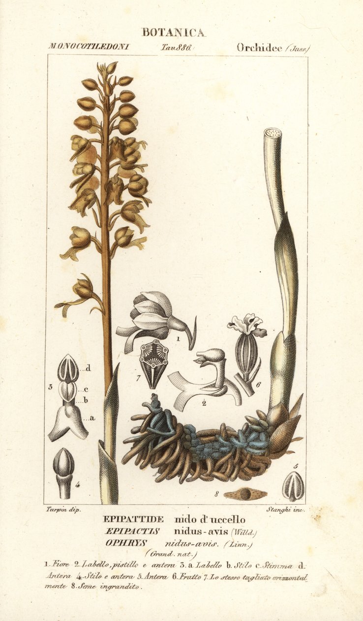 Fuglerede orkidé, Neottia nidus-veps av Stanghi Stanghi