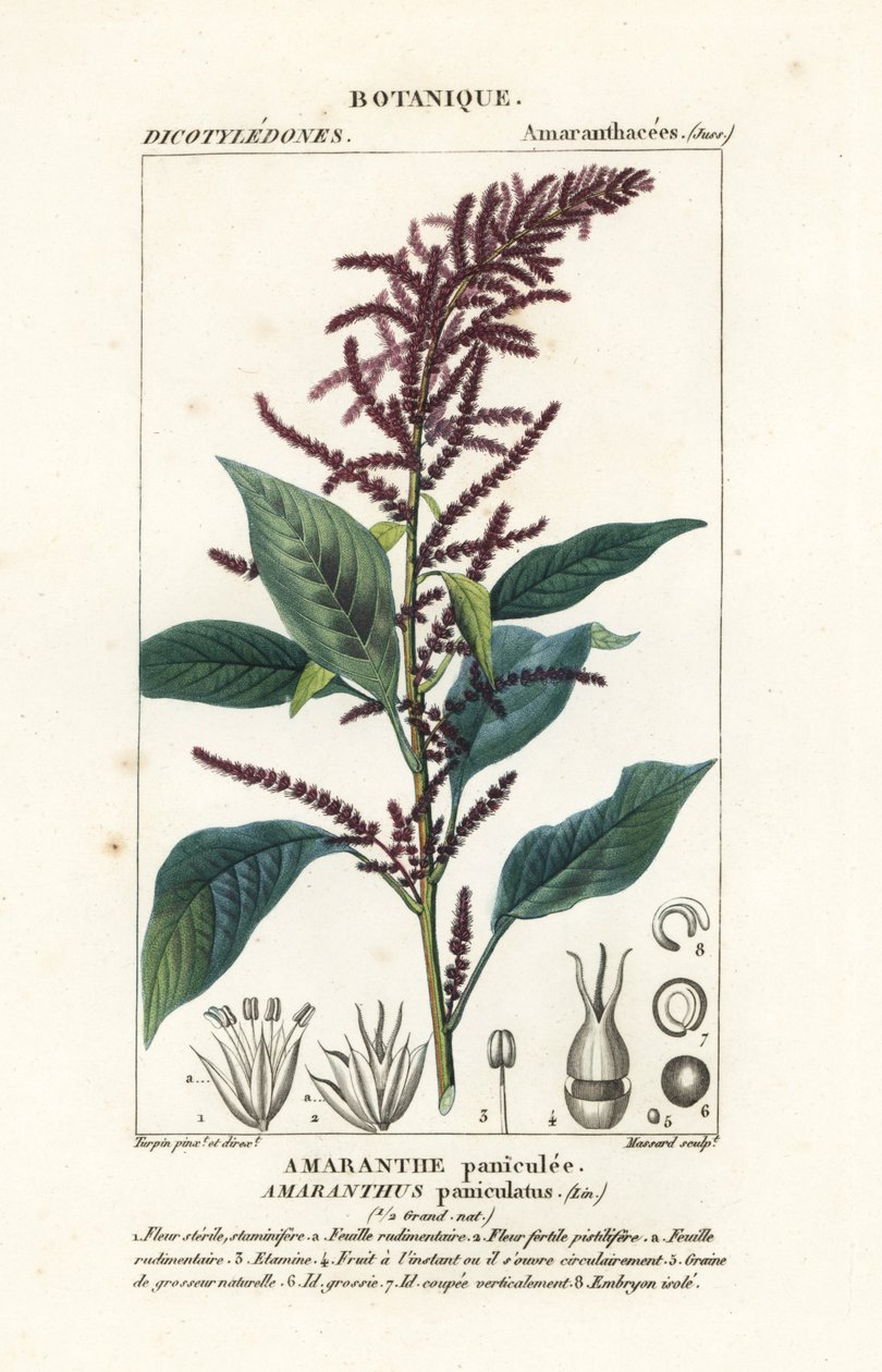 Blod amaranth av Stanghi Stanghi