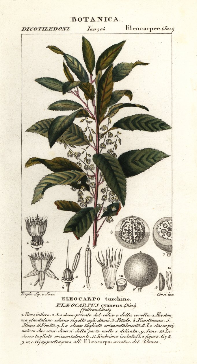 Blåbæraske, Elaeocarpus cyaneus av Stanghi Stanghi