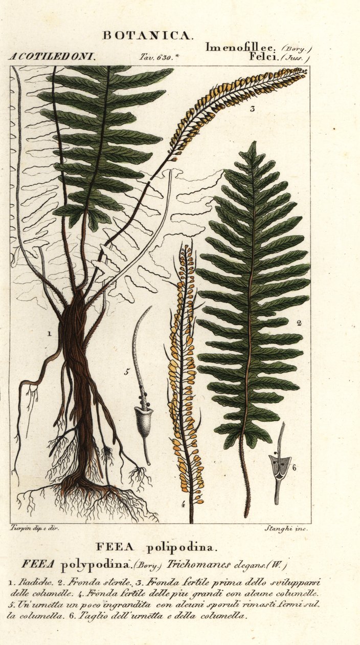 Bustbregne, Trichomanes elegans av Stanghi Stanghi