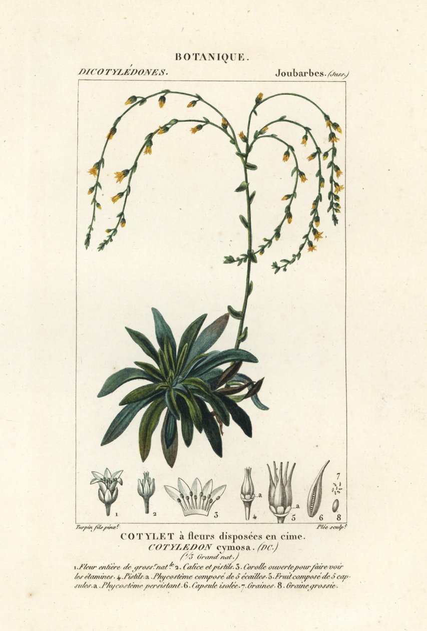 Canyon live-forever,, Dudleya cymosa av Stanghi Stanghi