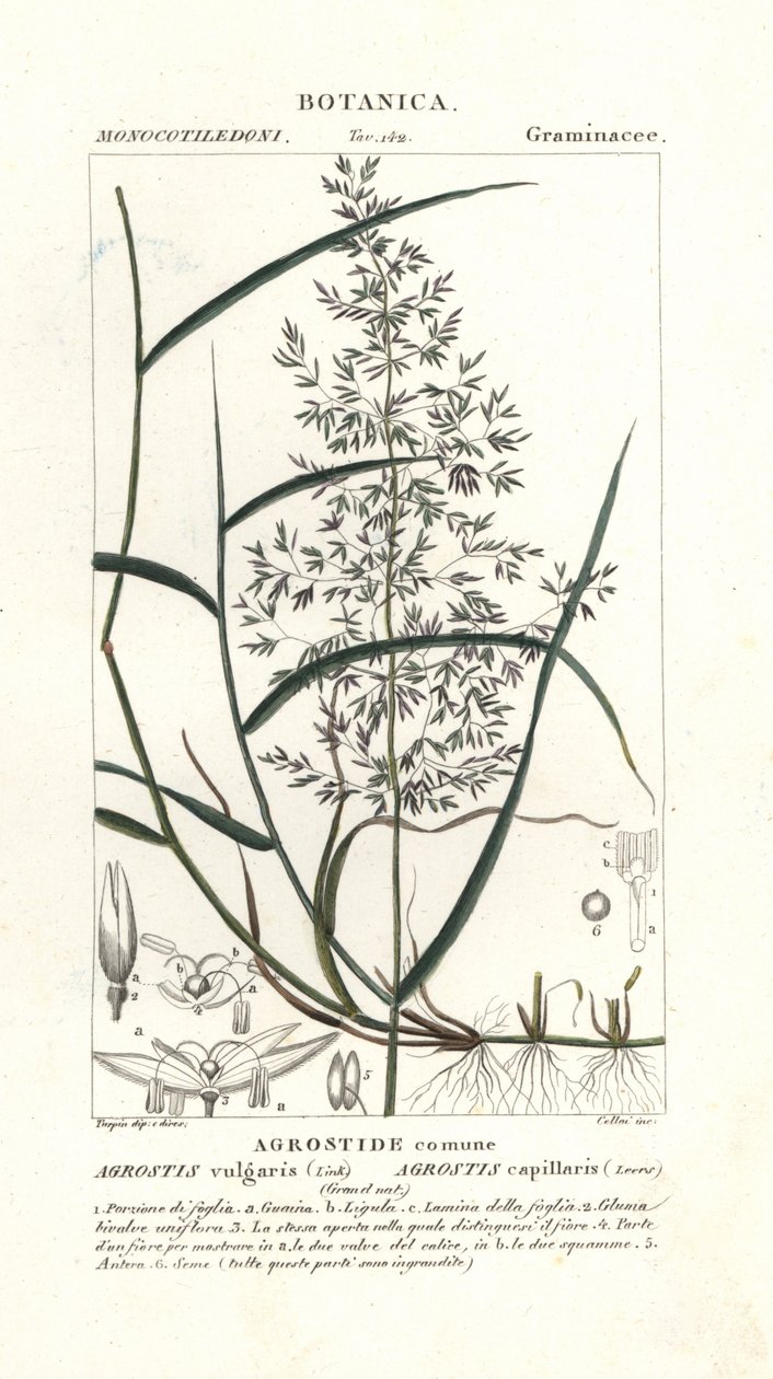 Vanlig bøyd, Agrostis capillaris av Stanghi Stanghi