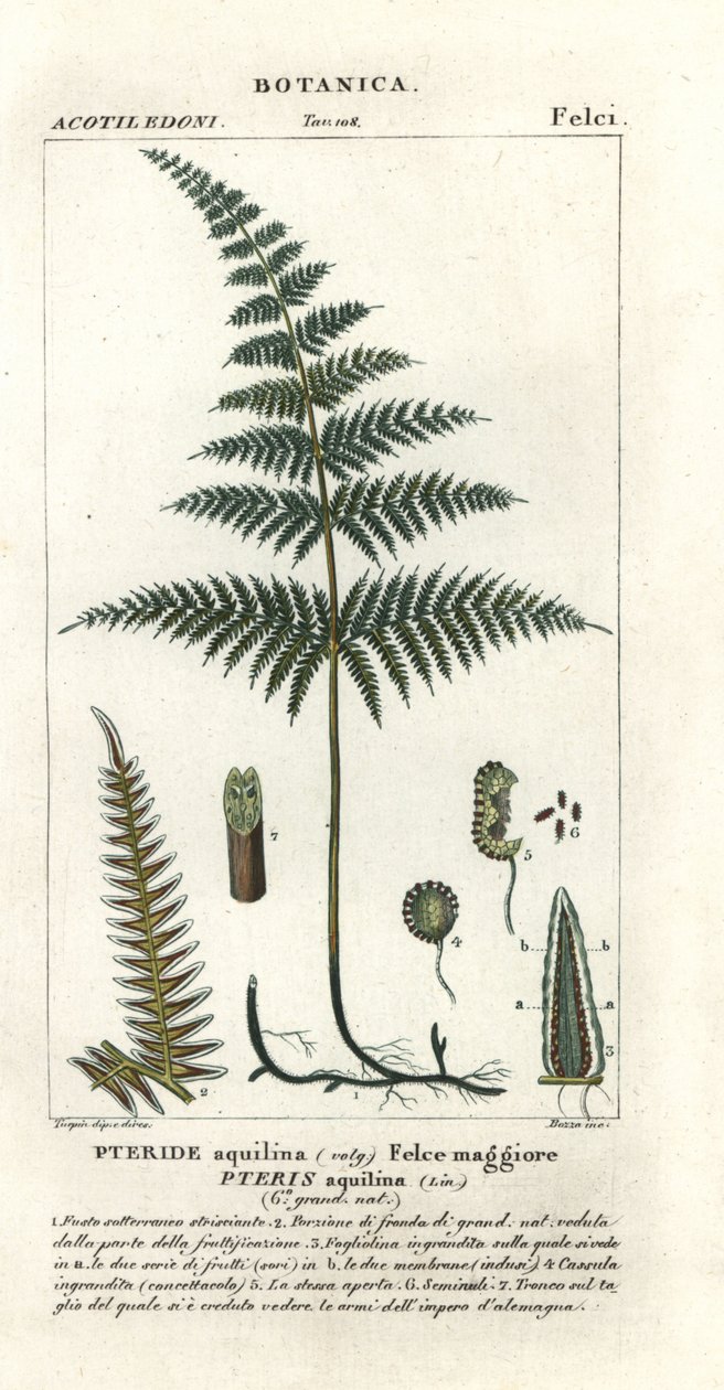 Vanlig bracken eller brems, Pteridium aquilinum av Stanghi Stanghi