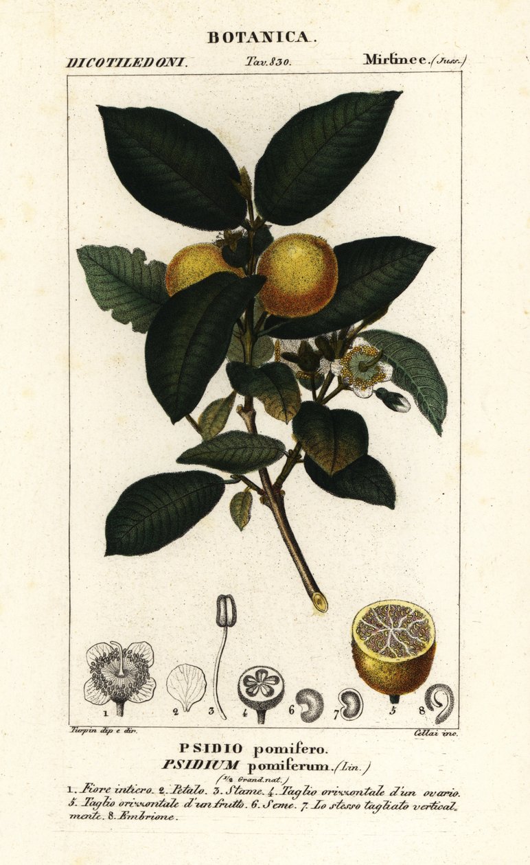 Vanlig guava, Psidium guajava av Stanghi Stanghi
