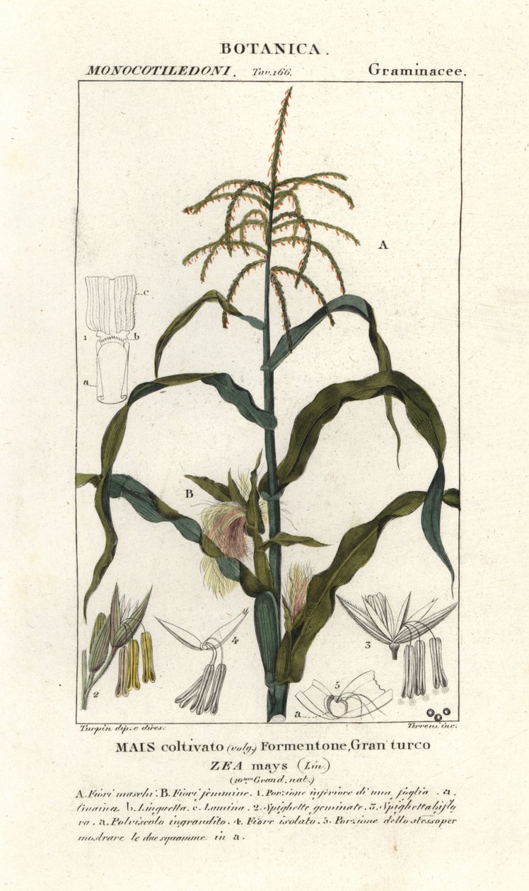 Mais eller mais, Zea mays av Stanghi Stanghi