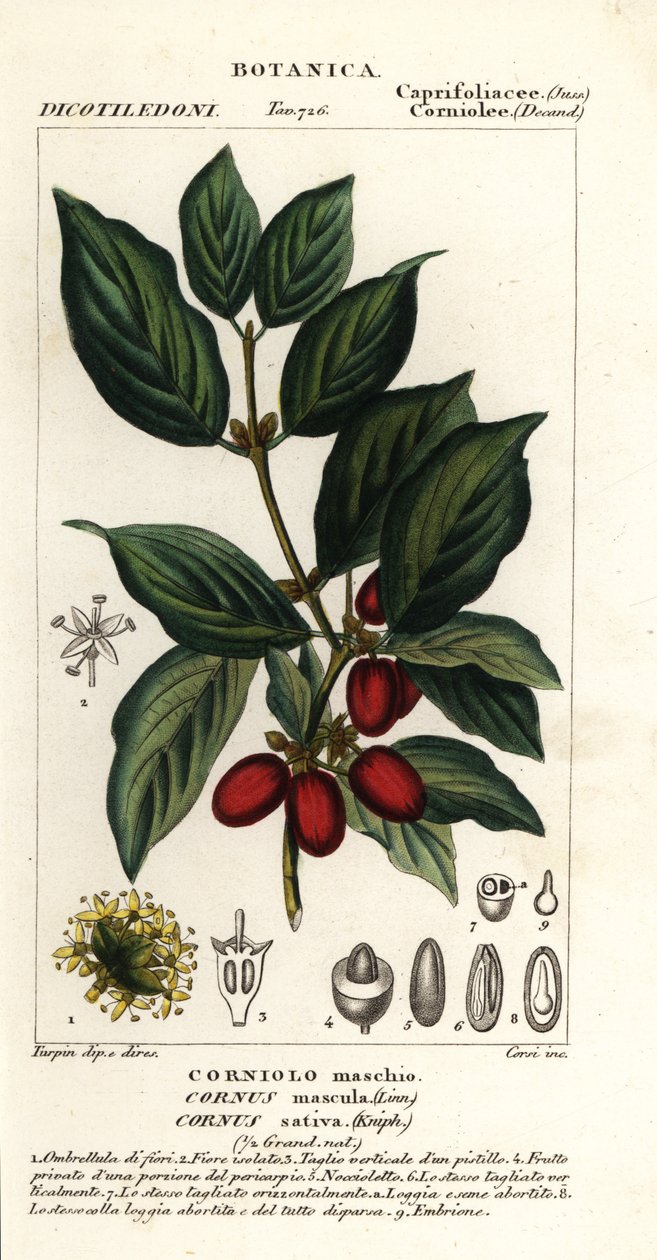 Cornelian kirsebær, Cornus mas av Stanghi Stanghi