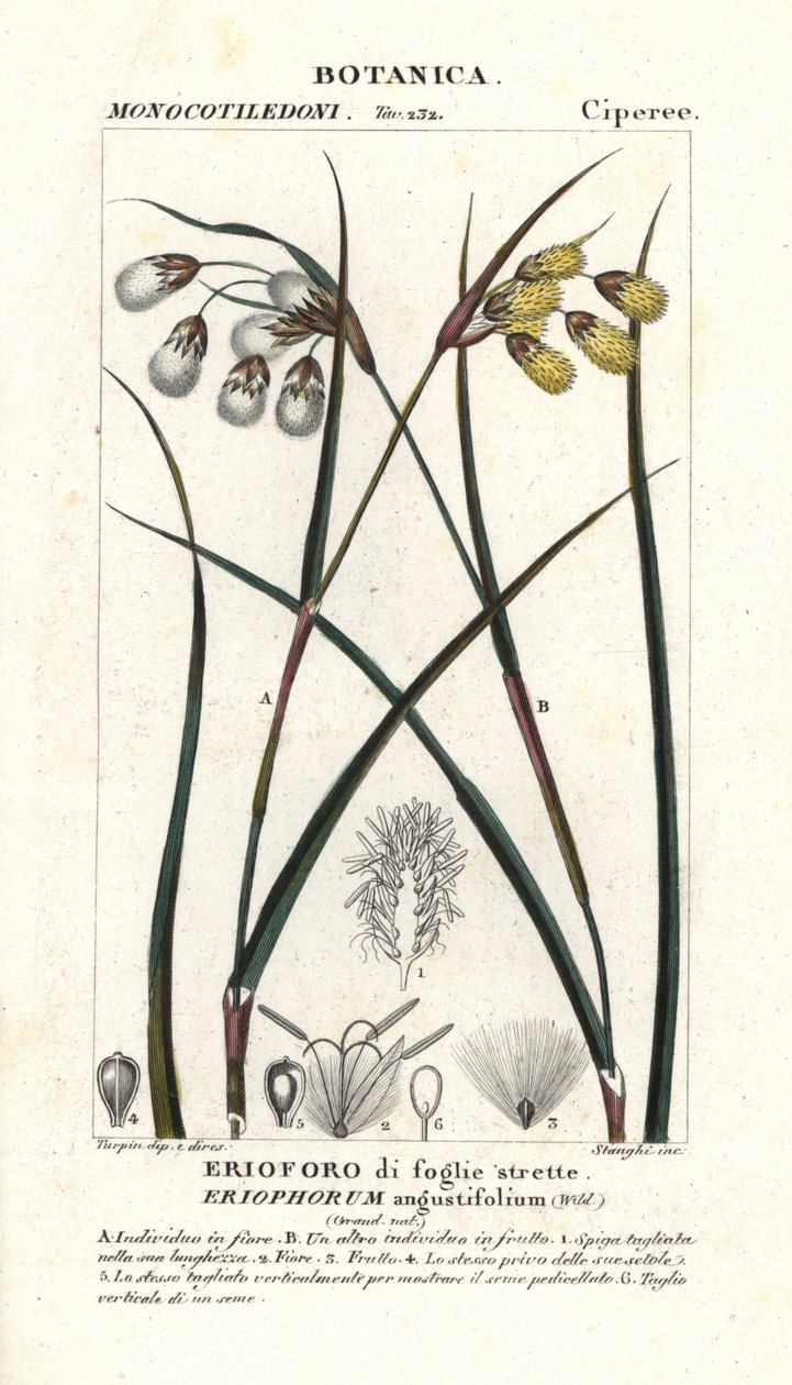 Bomullsgress eller bomullsdynge, Eriophorum angustifolium av Stanghi Stanghi