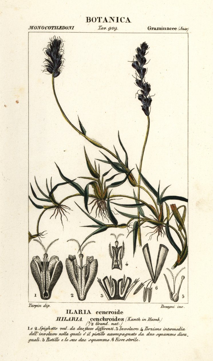 Krøllete mesquite, Hilaria cenchroides av Stanghi Stanghi