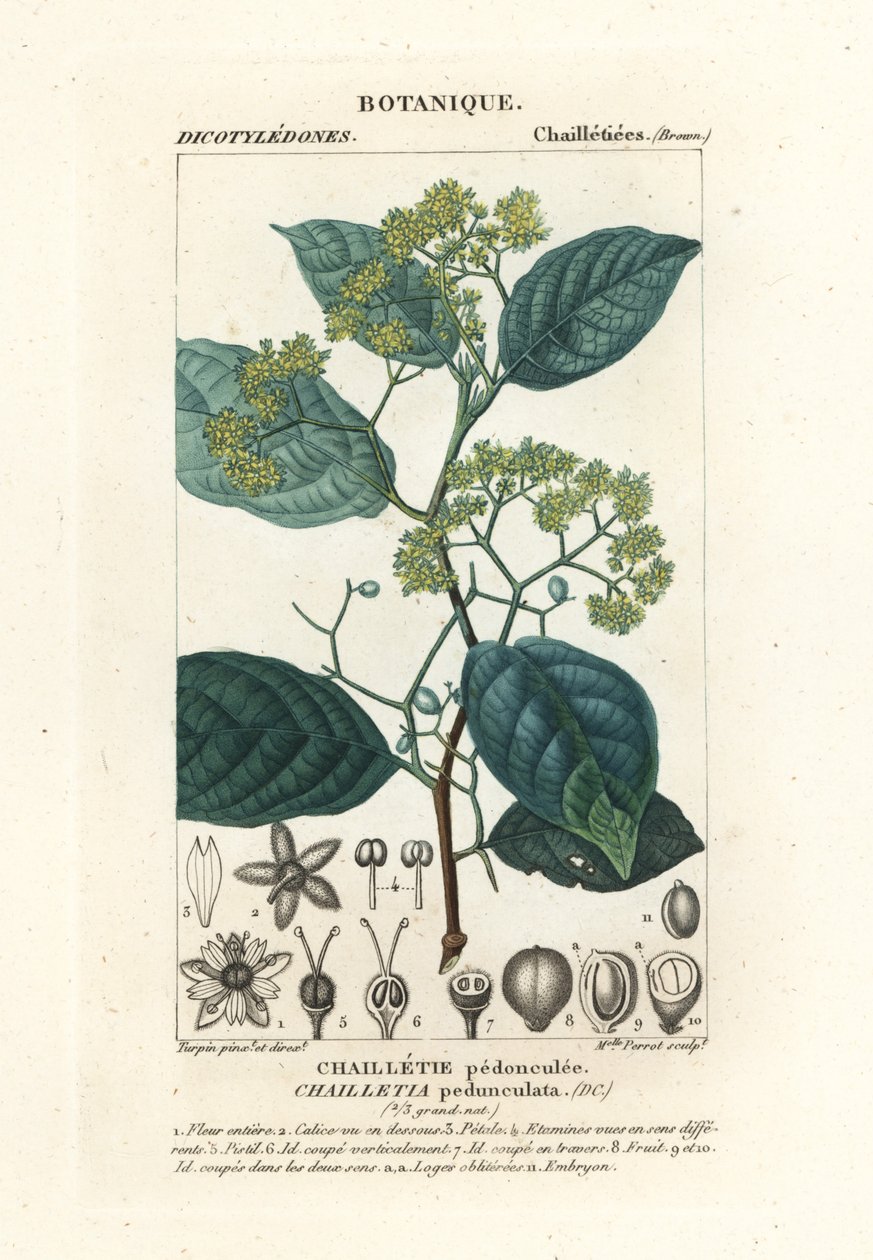 Dichapetalum pedunculate av Stanghi Stanghi