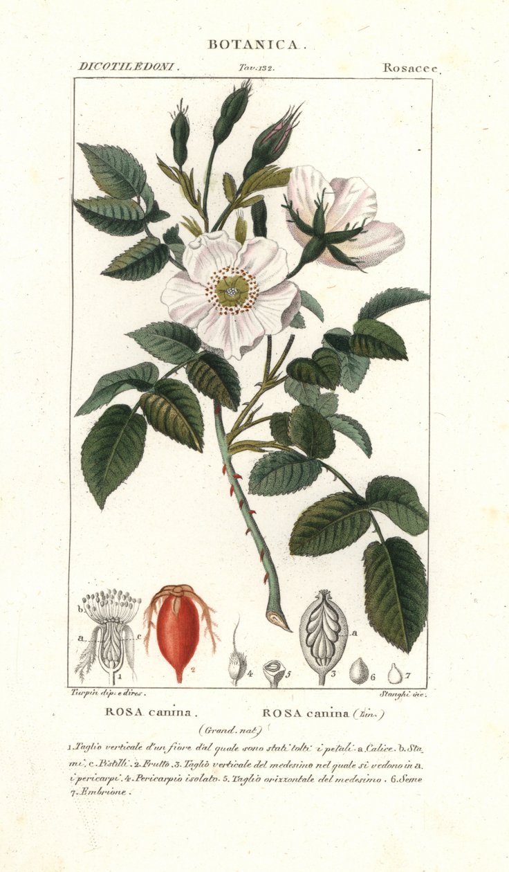 Hunderose, Rosa canina av Stanghi Stanghi