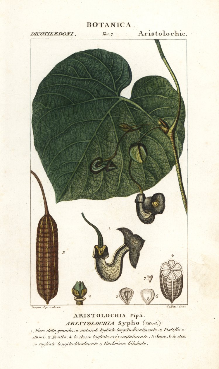 Hollenderens pipe eller pipevine, Aristolochia macrophylla av Stanghi Stanghi