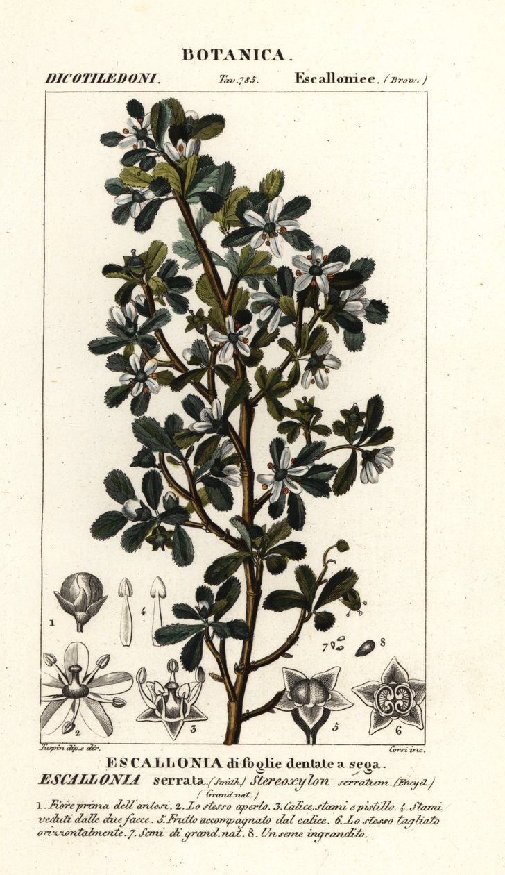Escallonia serrata av Stanghi Stanghi
