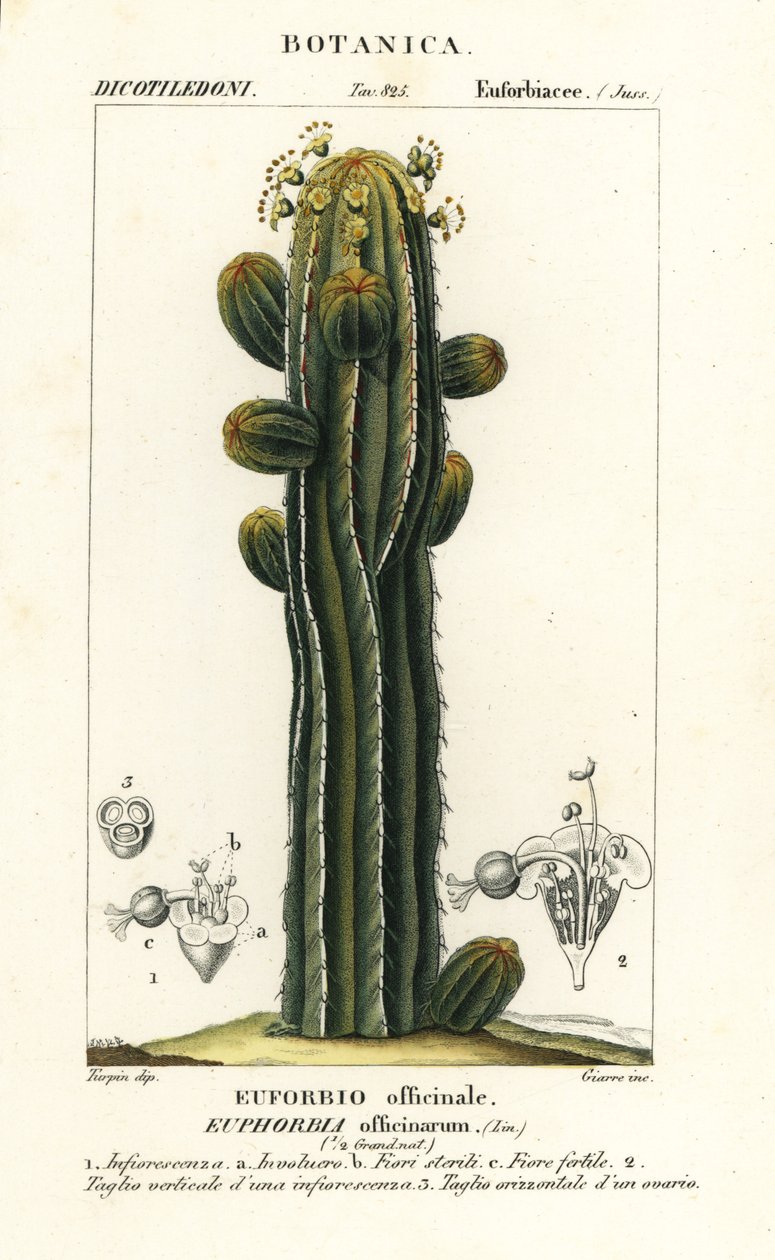 Euphorbia officinarum av Stanghi Stanghi