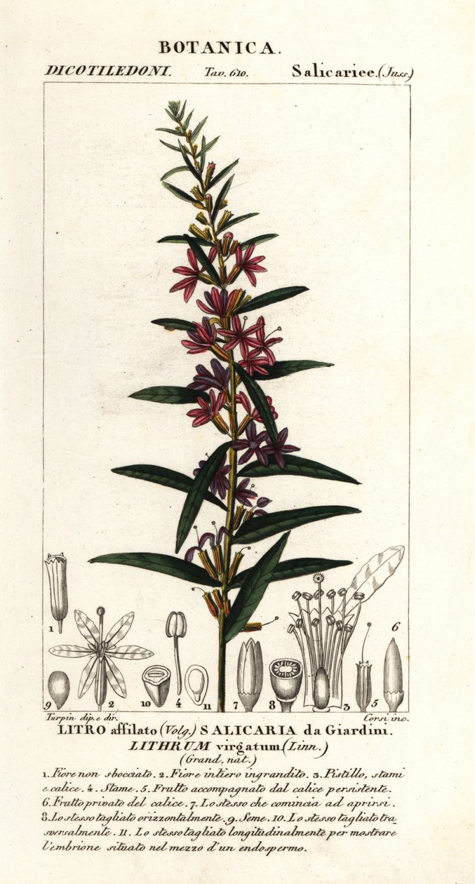 Europeisk tryllestav loosestrife, Lythrum virgatum av Stanghi Stanghi