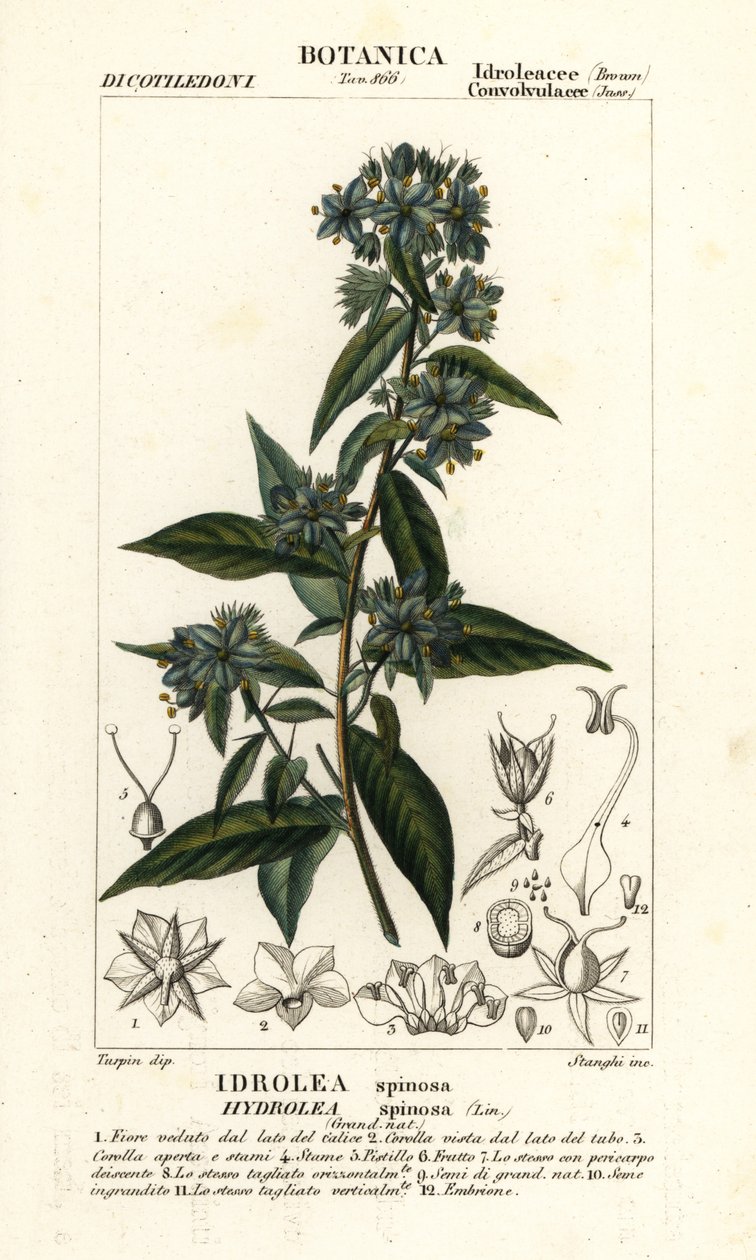Falsk feleblad, Hydrolea spinosa av Stanghi Stanghi