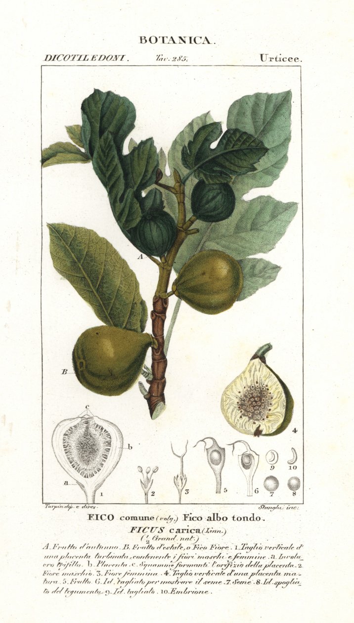 Fikentre og frukt, Ficus carica av Stanghi Stanghi