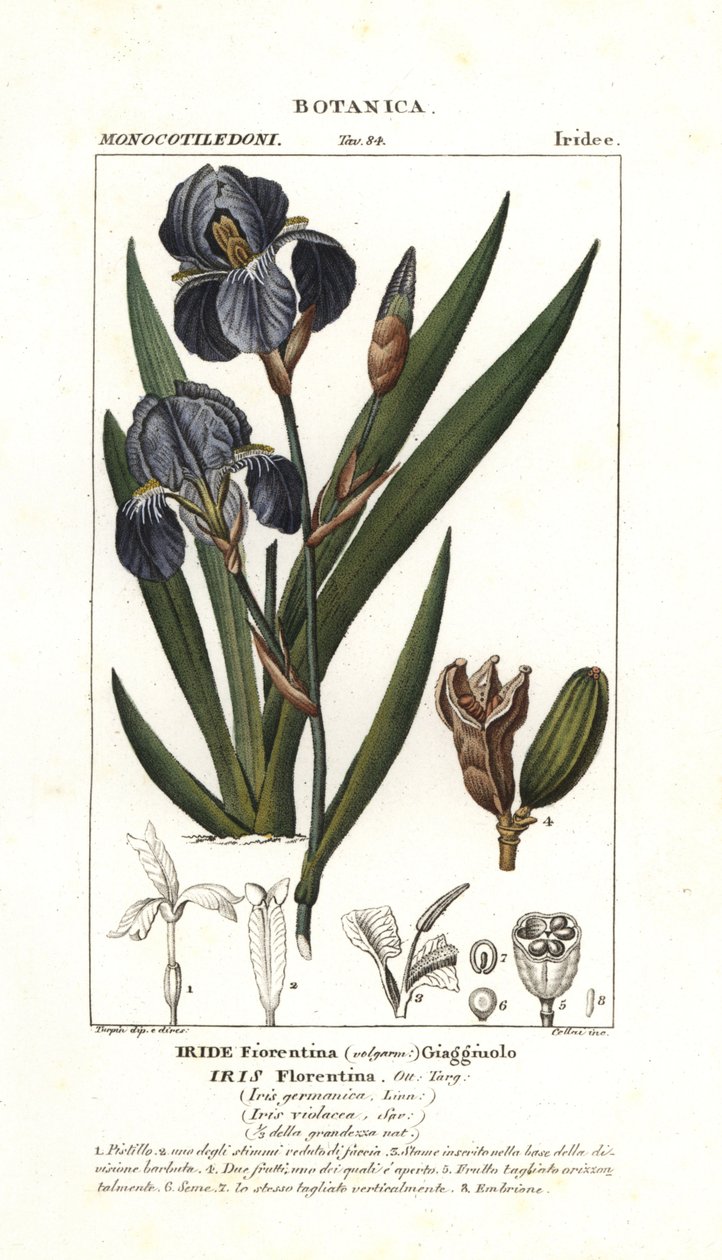 Florentinsk iris, Iris germanica var florentina av Stanghi Stanghi