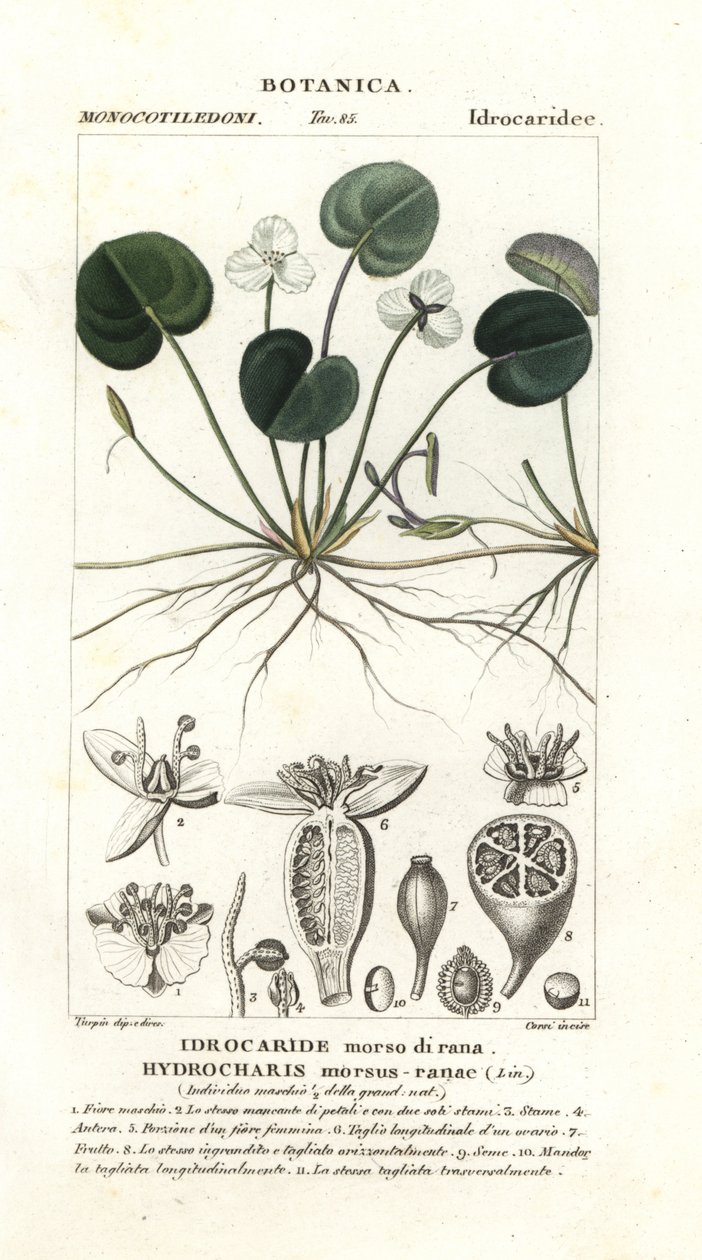 Froskebitt, Hydrocharis bitefrosk av Stanghi Stanghi