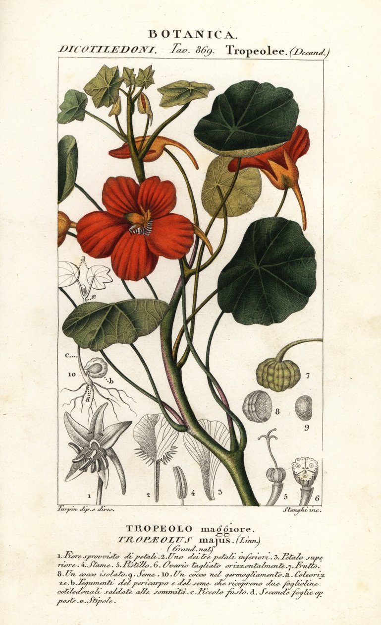 Garden nasturtium, Tropaeolum major av Stanghi Stanghi