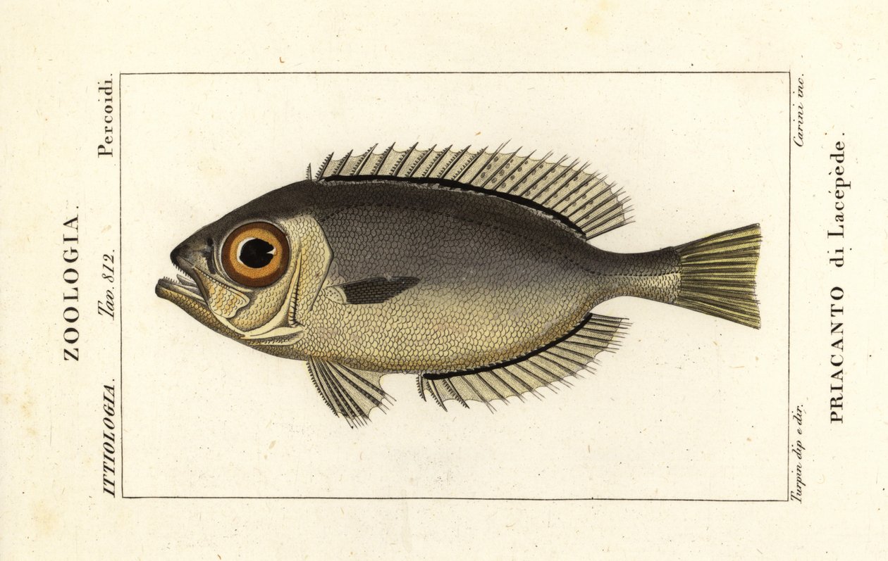 Glassøye store øyne, Heteropriacanthus cruentatus av Stanghi Stanghi