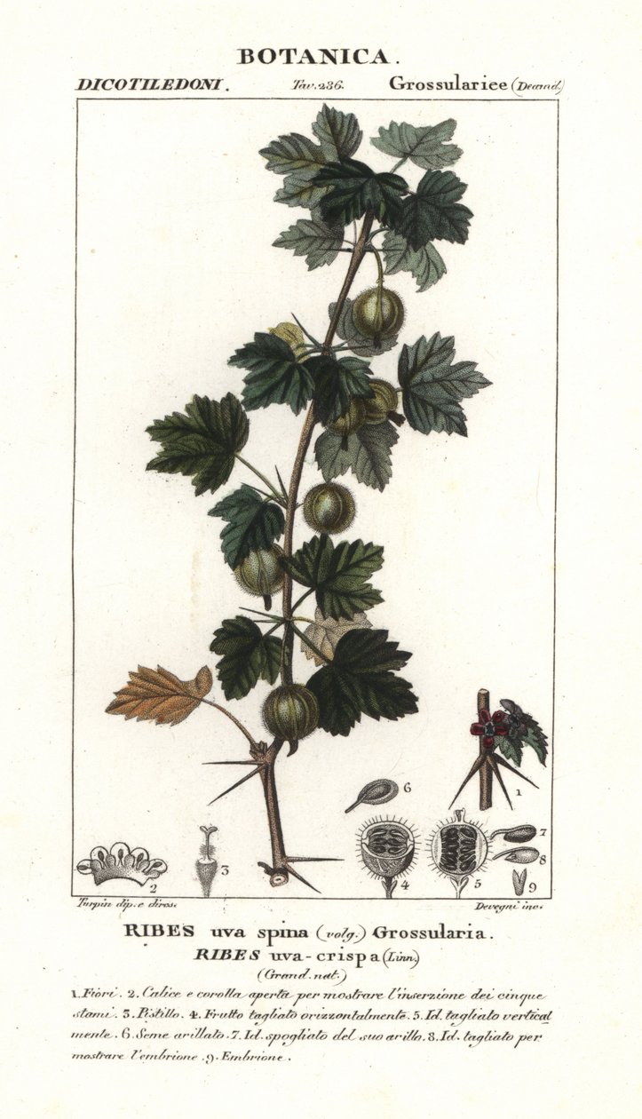 Stikkelsbær, Ribes uva-crispa av Stanghi Stanghi