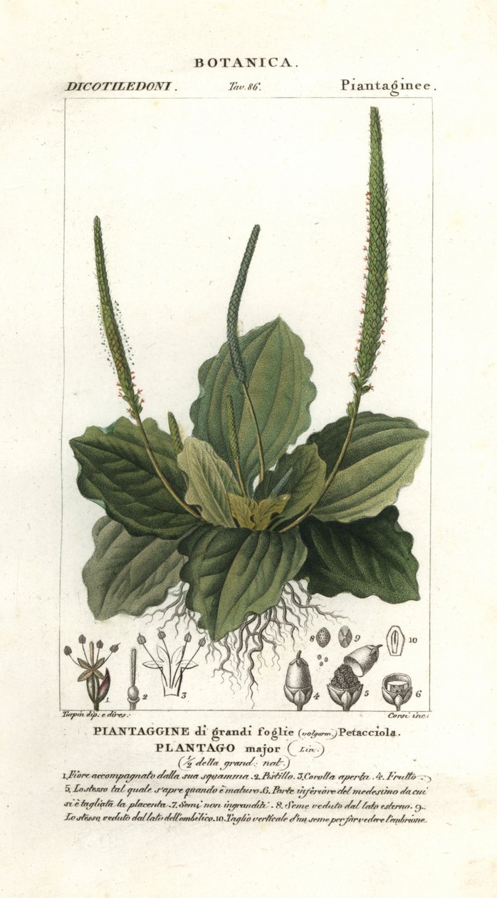 Store groblad, Plantago major av Stanghi Stanghi