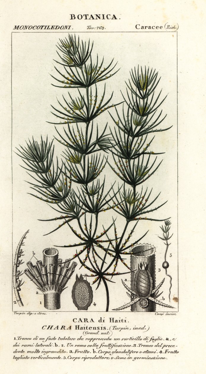 Grønnalger, Chara hydensis av Stanghi Stanghi
